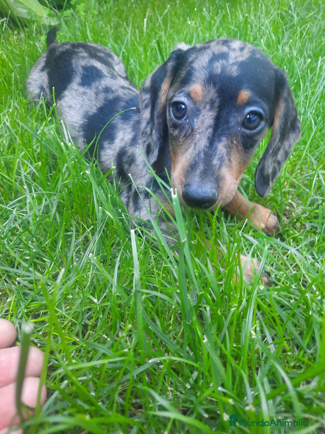 Teckel Miniatura perros en venta: Teckel de pelo corto  - Imagen 6