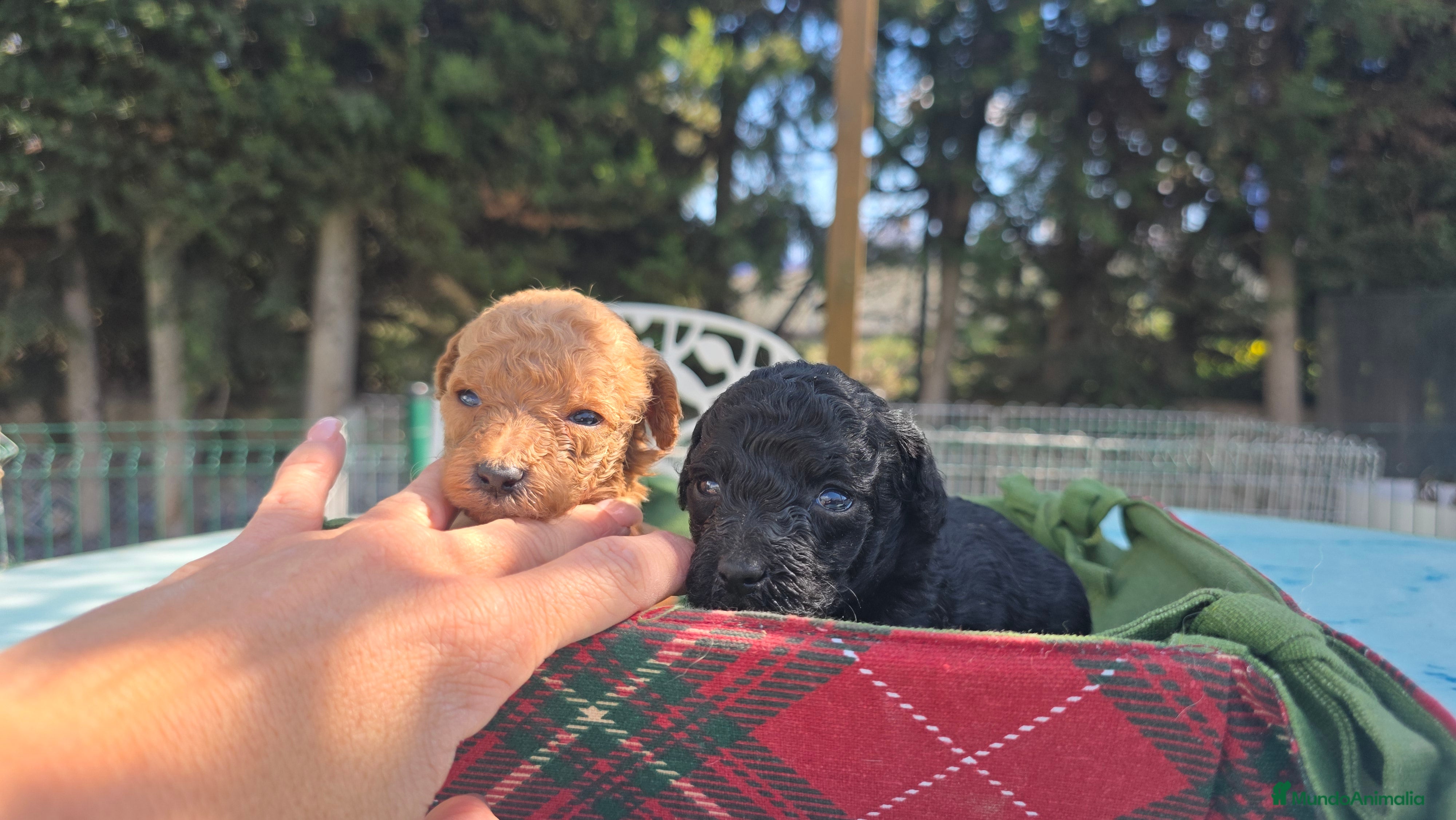 Caniche Toy perros Caniches negros y apricot - Anuncio 1