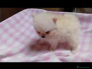 Pomerania perros Pomerania muy pequeña - Anuncio 1
