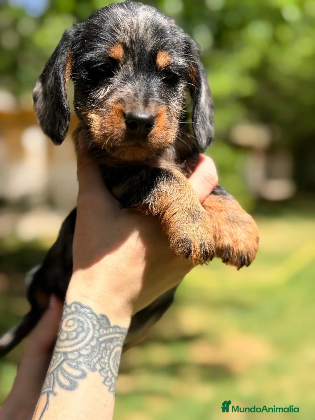 Teckel Miniatura perros en venta: TECKEL PELO DURO ARLEQUIN MACHO - Anuncio 1