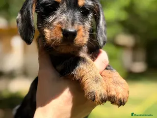 Teckel Miniatura perros TECKEL PELO DURO ARLEQUIN MACHO - Anuncio 3
