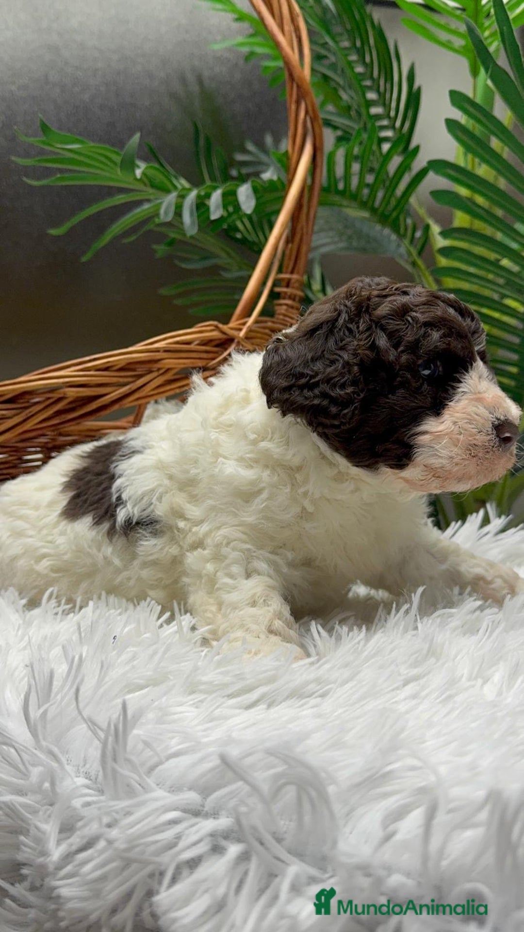 Perro de Agua Español perros en venta: PERRO DE AGUA ESPAÑOL MACHO - Anuncio 4