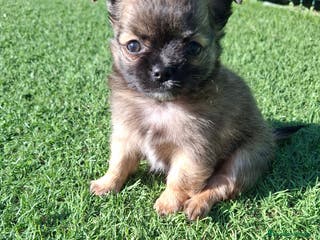 Chihuahua perros Chihuhua de pelo largo edpectacular - Anuncio 12