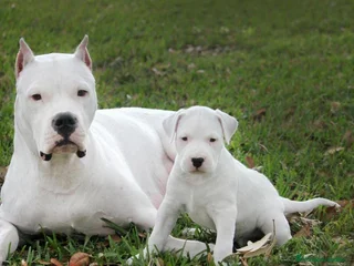 Dogo Argentino perros - Anuncio 1