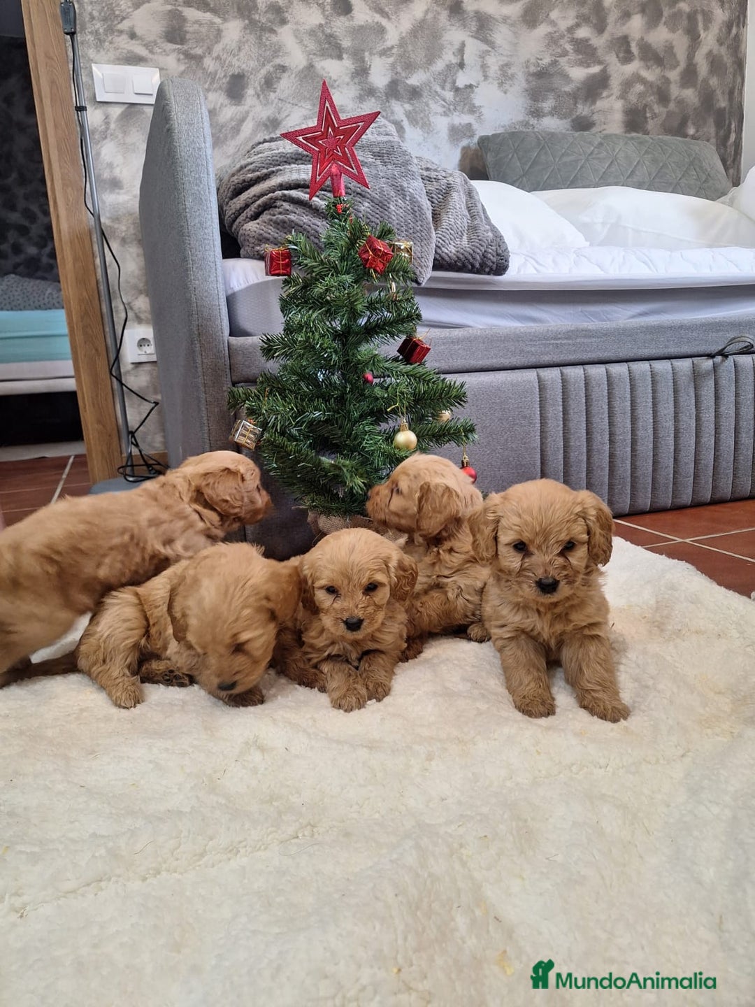 Goldendoodle perros en venta: Goldendoodle medianos  - Anuncio 2