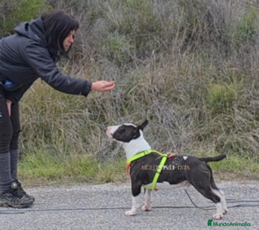 Bull Terrier Miniatura perros para monta: Bullterrier Macho abierto  a Montas - Anuncio 3