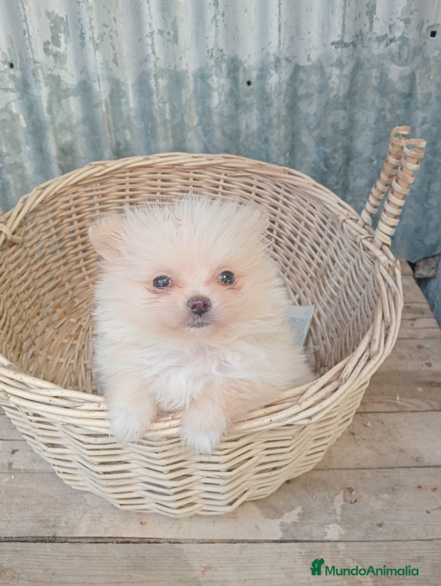 Pomerania perros Pomerania toy  - Anuncio 1