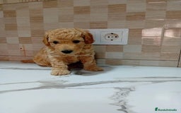 Caniche Enano perros en venta: Caniche pimentón y apricot  - Imagen 4