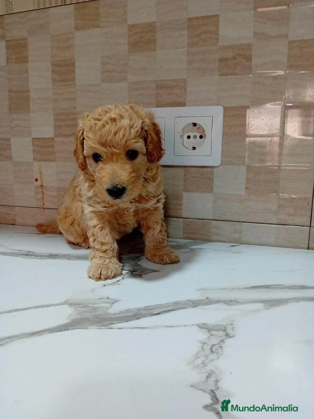 Caniche Enano perros en venta: Caniche pimentón y apricot  - Imagen 4