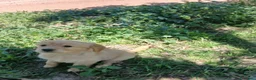 Golden Retriever perros en venta: GOLDEN RETRIEVER  - Anuncio 9