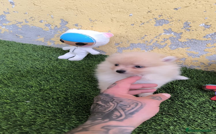 Pomerania perros - Anuncio 9