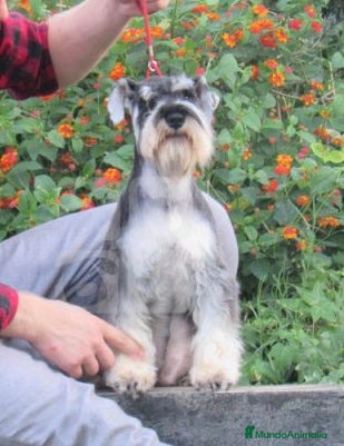 Schnauzer Mediano perros Schnauzer machos  - Anuncio 1