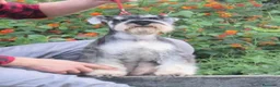 Schnauzer Mediano perros en venta: Schnauzer machos  - Anuncio 1