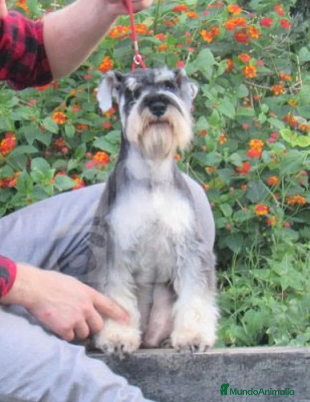 Schnauzer Mediano perros en venta: Schnauzer machos  - Anuncio 1