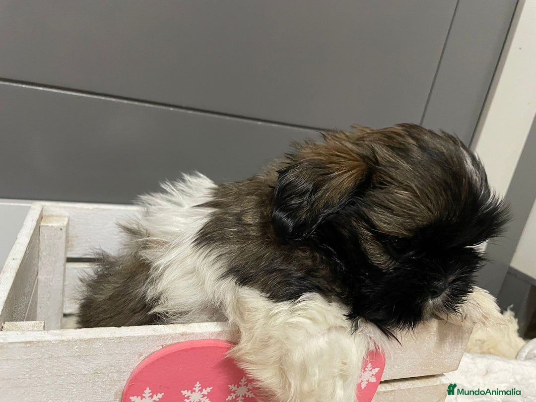 Shih Tzu perros en venta: Shitz tzu - Imagen 10