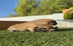 Pomerania perros en venta: POMERANIA MACHOS - Imagen 5