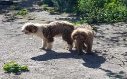 Perro de Agua Español perros en venta: Cachorros perros de agua - Imagen 3