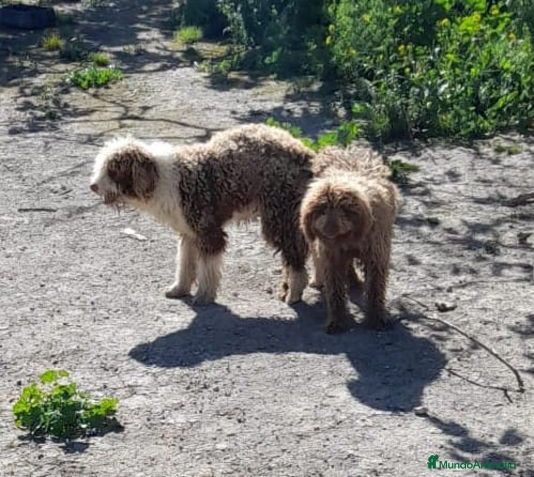 Perro de Agua Español perros en venta: Cachorros perros de agua - Imagen 3