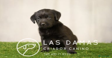 Labrador Retriever perros - Anuncio 15