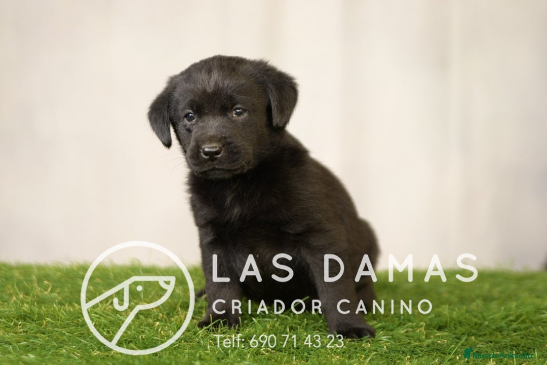 Labrador Retriever perros en venta: Labrador retriever color negro disponibles - Imagen 2