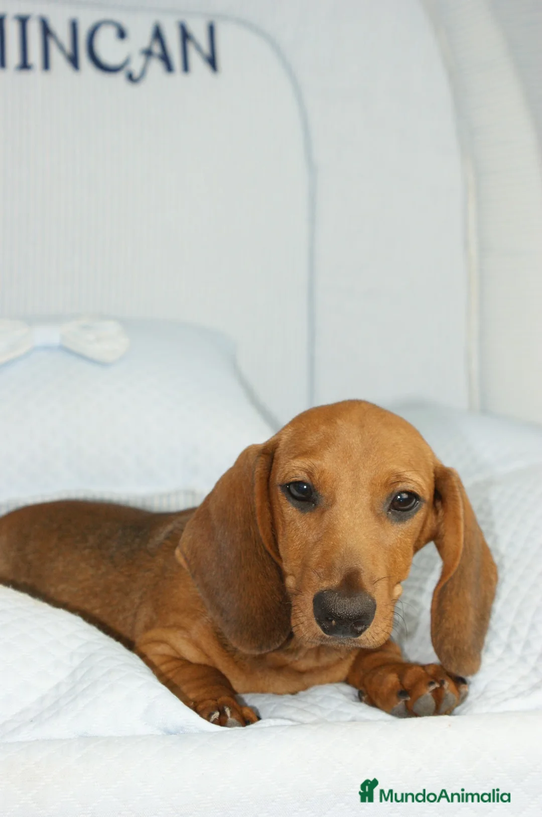 Teckel Miniatura perros en venta: TECKEL MINI ROJO - Anuncio 1