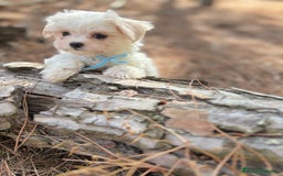 Bichón Maltés perros en venta: Bichon maltés excelentes cachorros  - Imagen 6