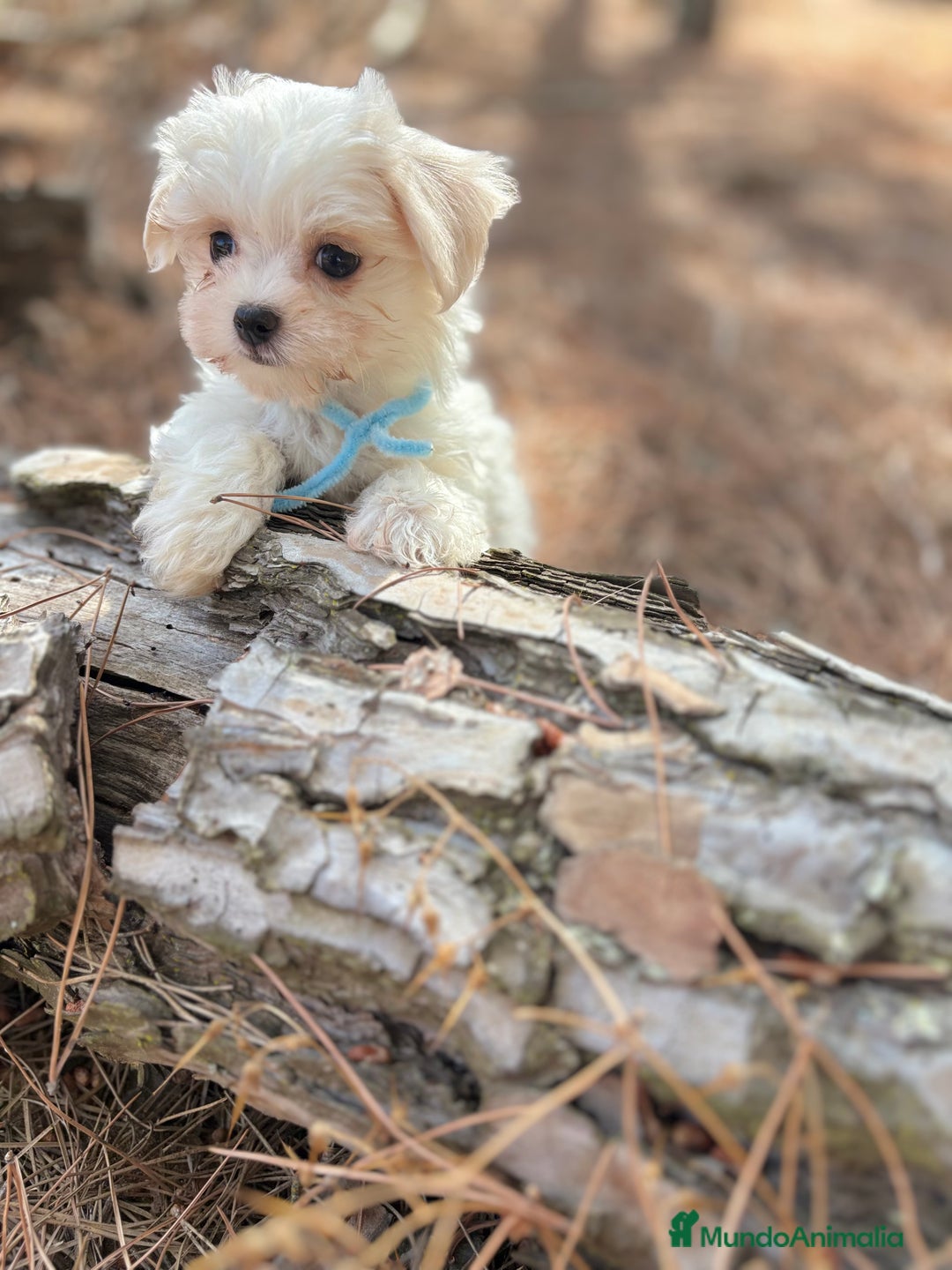 Bichón Maltés perros en venta: Bichon maltés excelentes cachorros  - Imagen 6