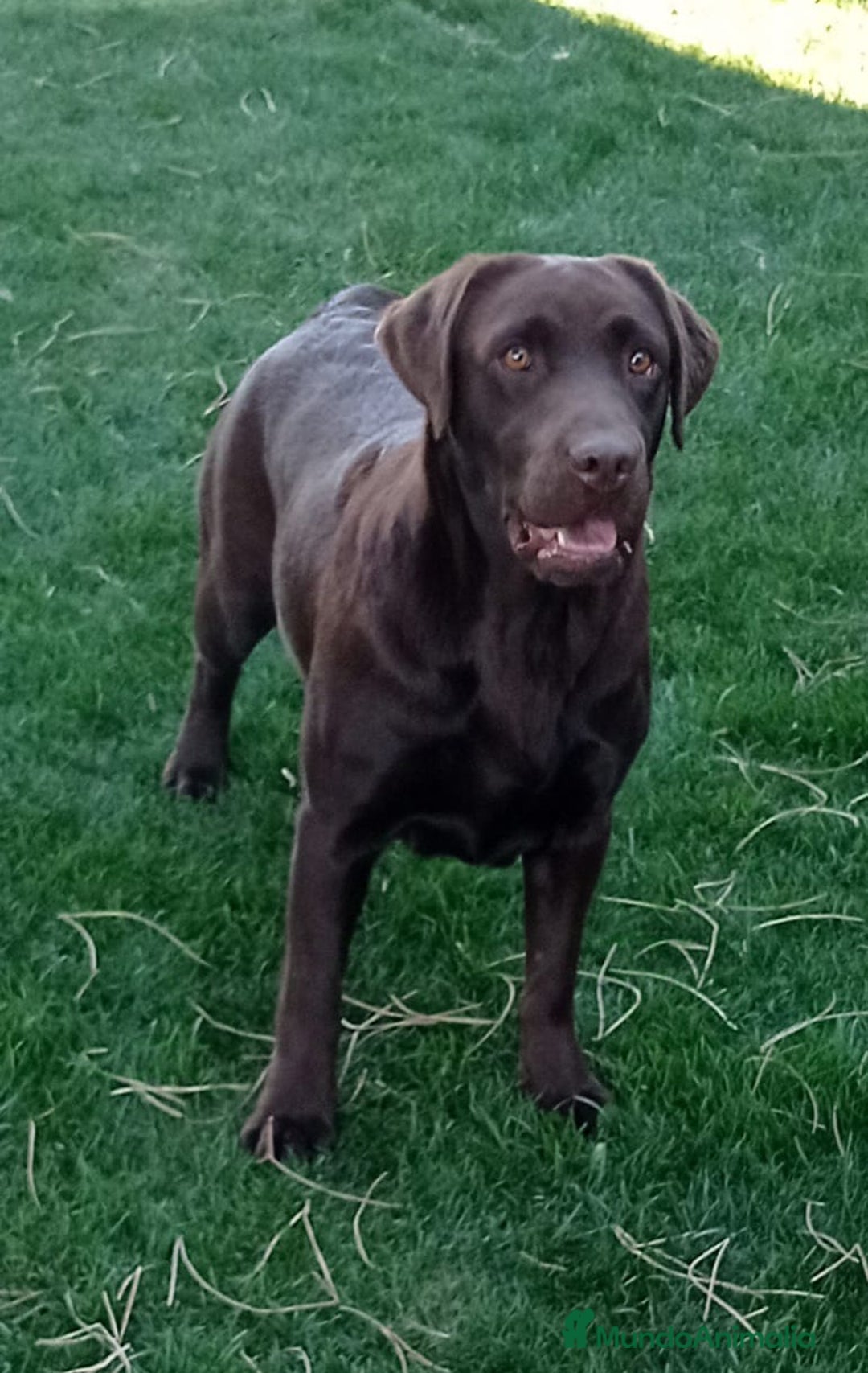 Labrador Retriever perros en venta: Labradores chocolates  - Imagen 8