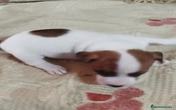 Jack Russell Terrier perros en venta: Jack Russell  - Imagen 13