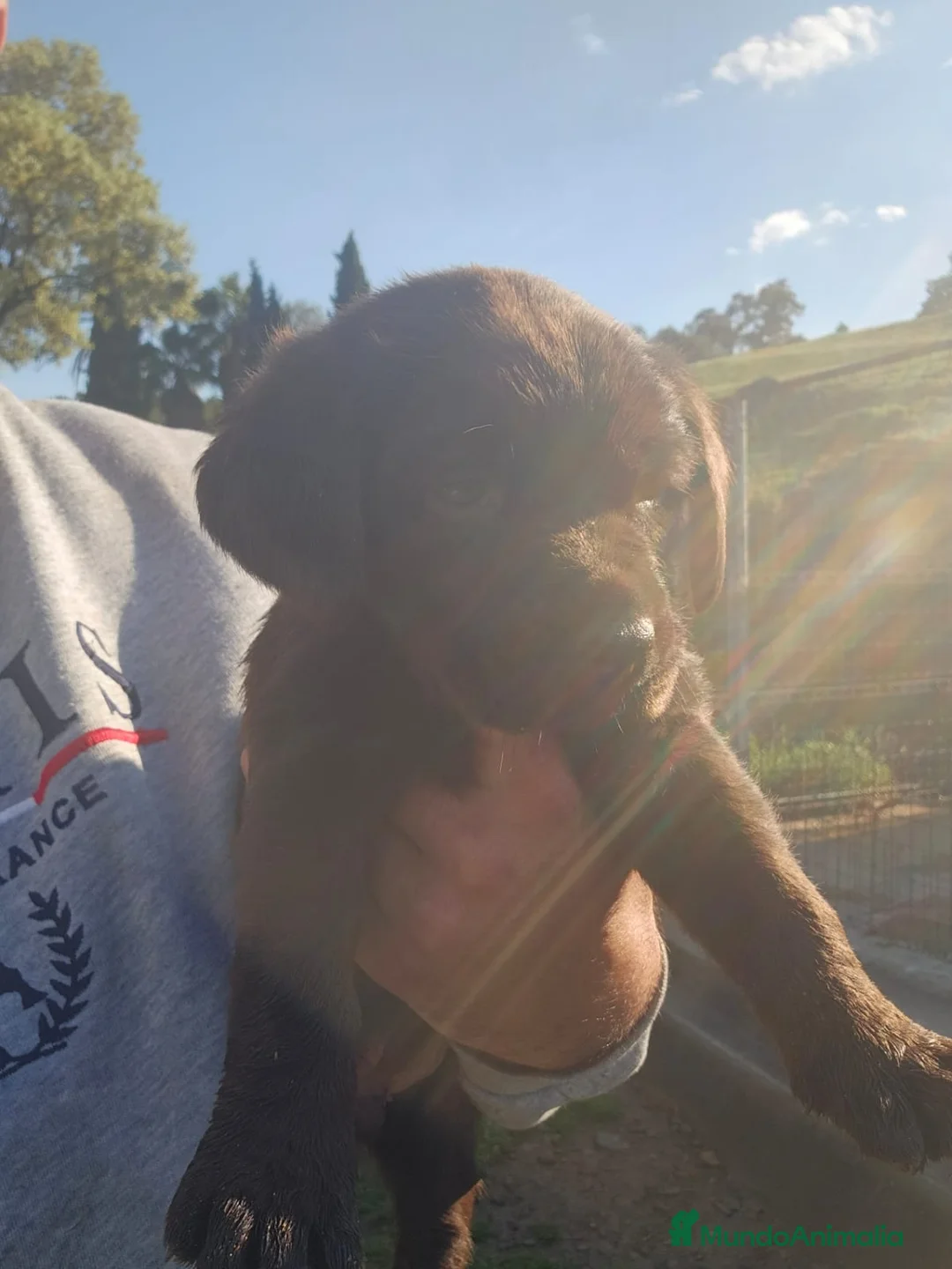 Labrador Retriever perros en venta: Macho chocolate labrador retriever  - Anuncio 1