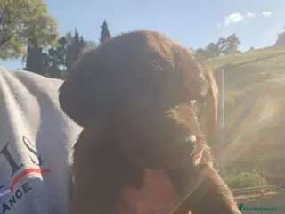 Labrador Retriever perros Macho chocolate labrador retriever - Anuncio 1