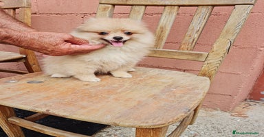 Pomerania perros - Anuncio 9