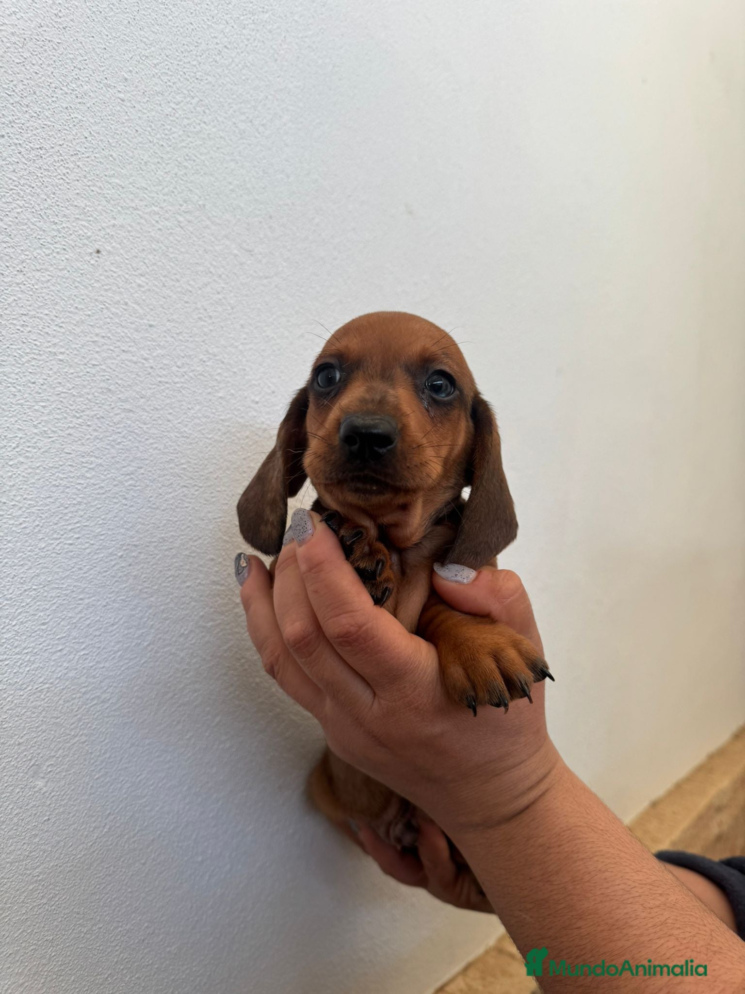 Teckel Miniatura perros Teckel miniatura - Anuncio 1