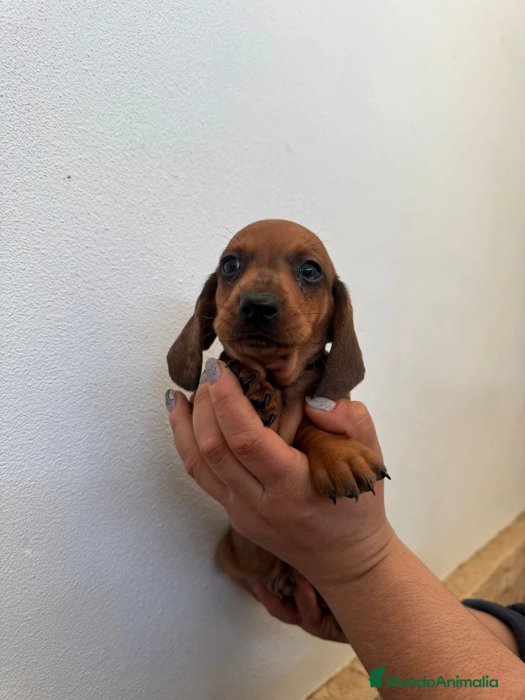 Teckel Miniatura perros en venta: Teckel miniatura - Anuncio 1