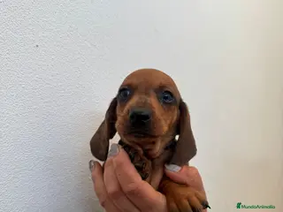 Teckel Miniatura perros Teckel miniatura - Anuncio 1