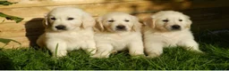 Golden Retriever perros en venta: Golden retriever  - Anuncio 2