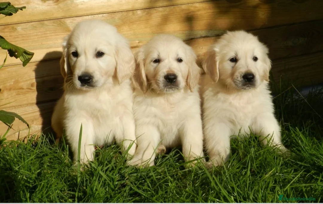 Golden Retriever perros en venta: Golden retriever  - Anuncio 2
