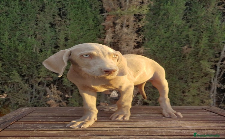 Braco Húngaro de Pelo Corto perros - Anuncio 13
