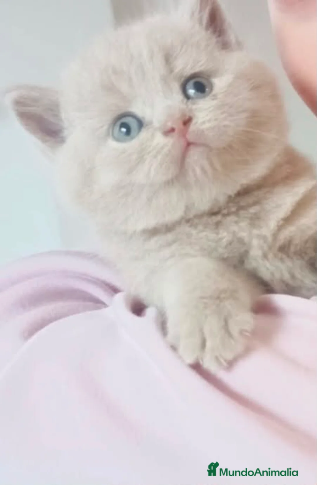 Británico de Pelo Corto gatos en venta: BRITISH SHORTHAIR Y LONGHAIR  - Anuncio 1