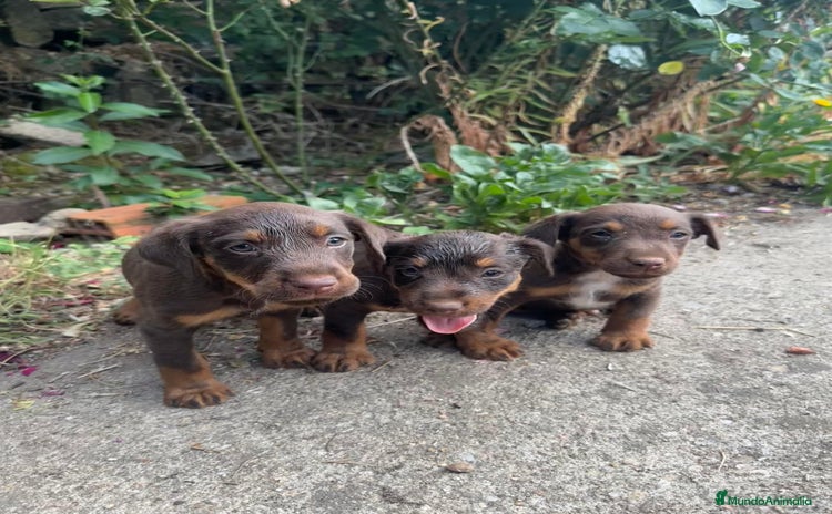 Otras razas perros - Anuncio 1
