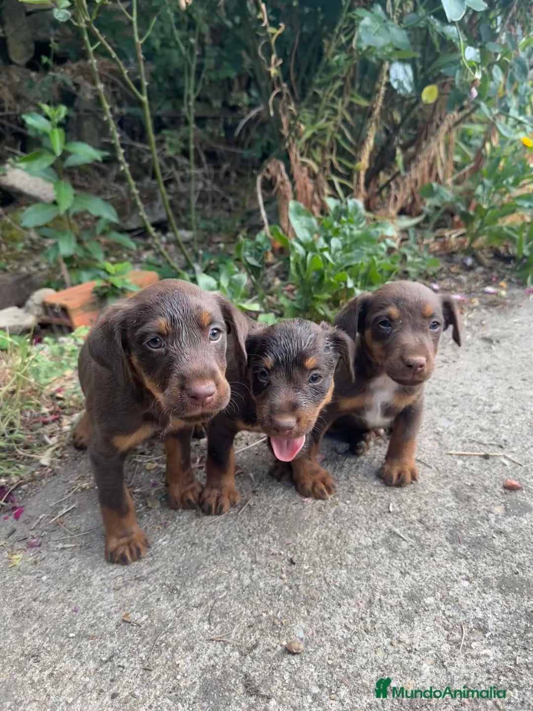 Otras razas perros en venta: Jack terrier chocolate  - Imagen 1