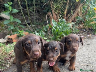 Otras razas perros - Anuncio 1