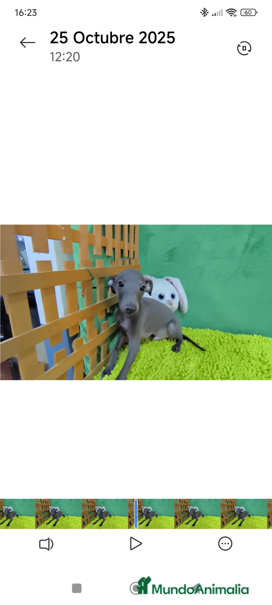 Pequeño Lebrel Italiano perros en venta: Pequeño lebrel italiano  - Imagen 9