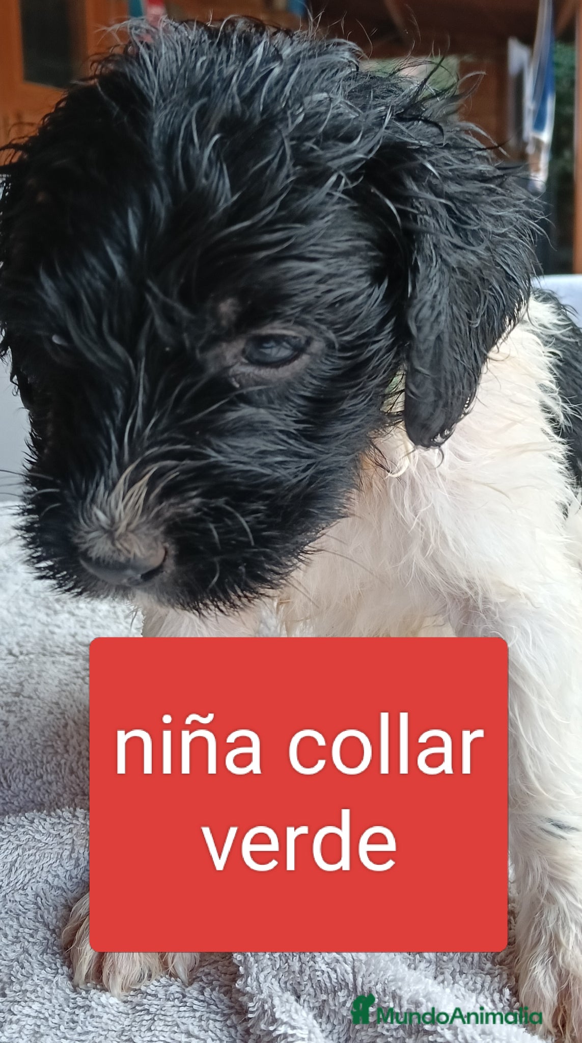 Labradoodle perros en venta: Labradoodles - Anuncio 6