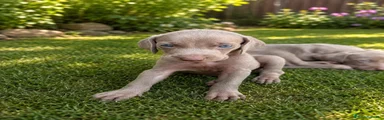 Weimaraner 6