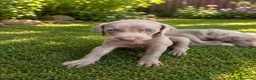Weimaraner perros en venta: WEIMARANER - Anuncio 3