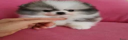 Pomerania perros en venta: Pomerania TOY Muñecas ♂️♀️ - Anuncio 5