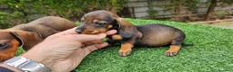 Teckel perros en venta: Espectaculares cachorritos teckel  - Anuncio 2