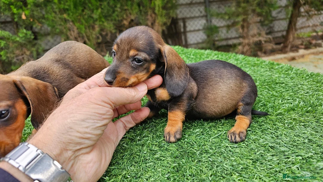 Teckel perros en venta: Espectaculares cachorritos teckel  - Anuncio 2