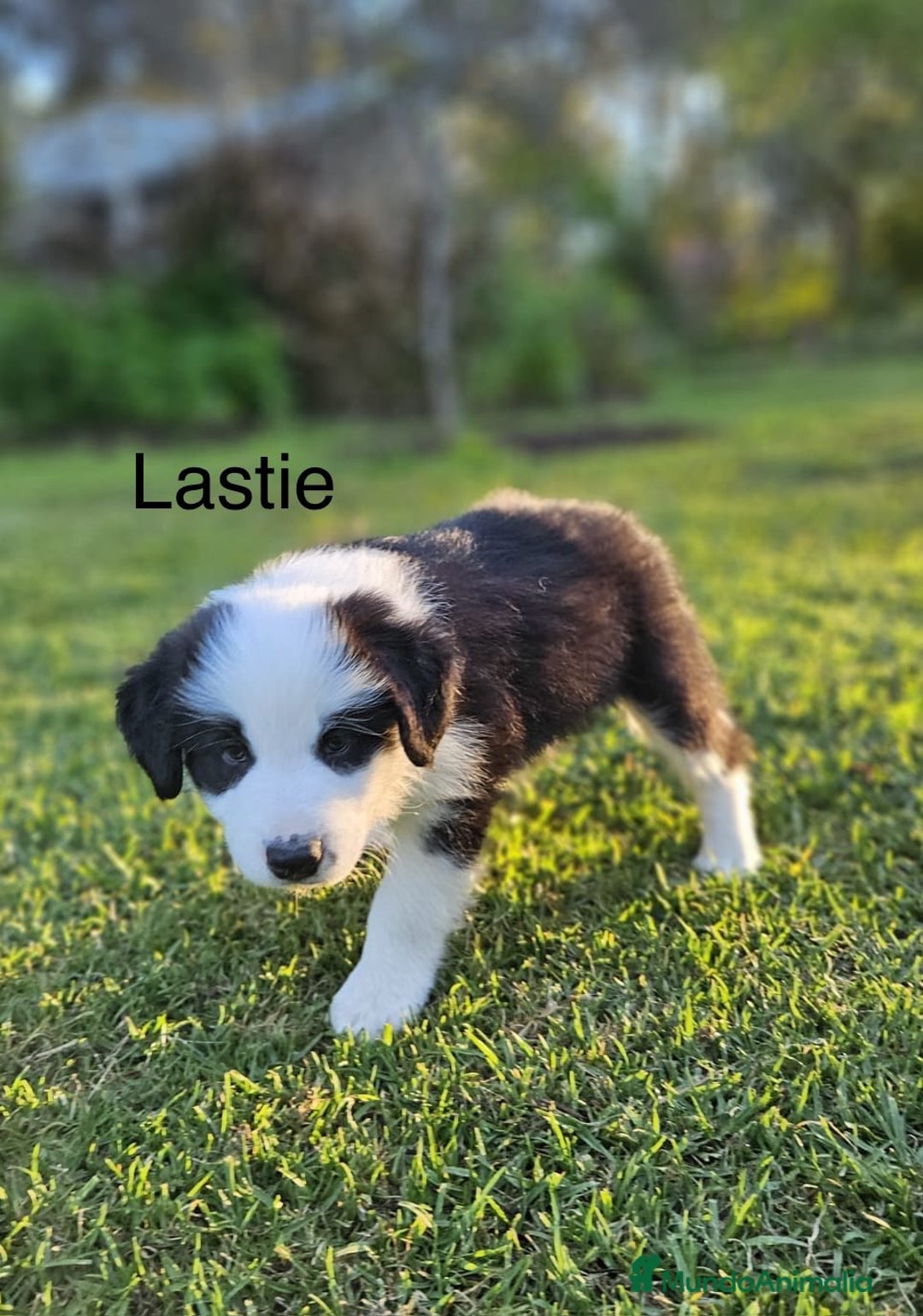 Border Collie perros en venta: Border collie listos para entregar  - Anuncio 3